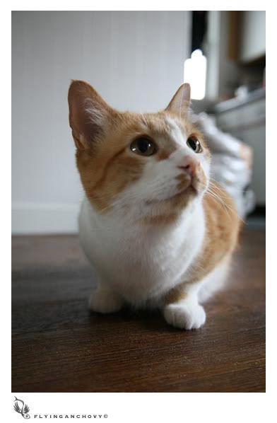 IMAGE: http://i123.photobucket.com/albums/o281/mcus29/Jackson4.jpg