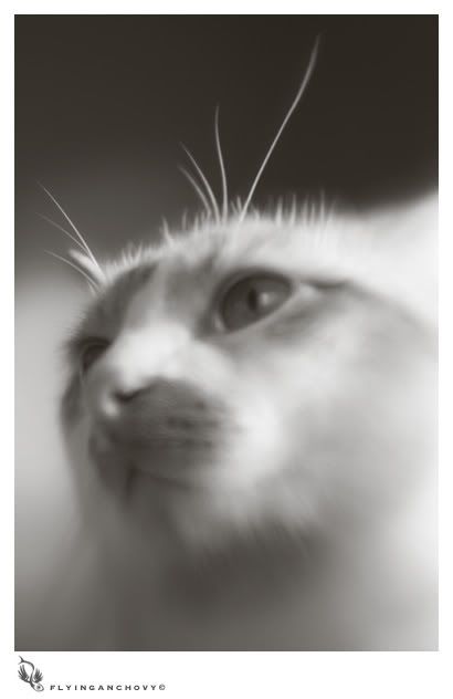 IMAGE: http://i123.photobucket.com/albums/o281/mcus29/jackson3.jpg