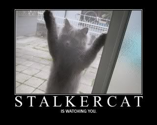 Stalker Cat Pictures, Images and Photos