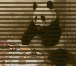 panda.gif