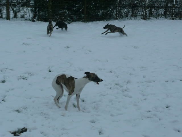 Snowdogs0025.jpg