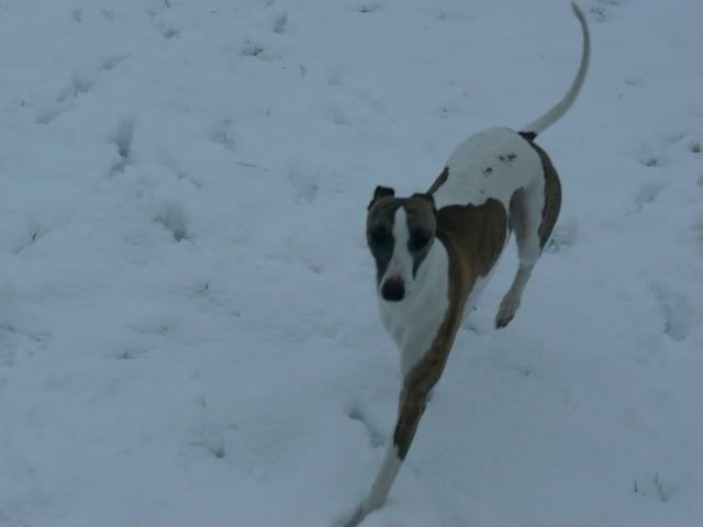 Snowdogs0026.jpg