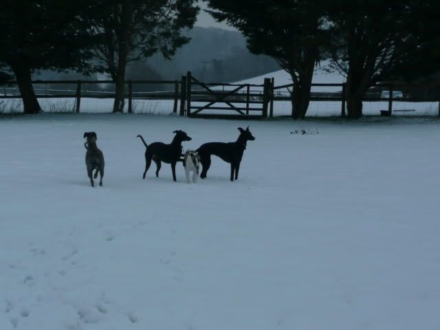 Snowdogs0027.jpg