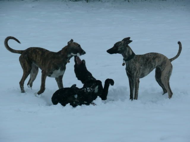 Snowdogs0029.jpg