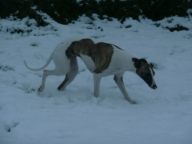 Snowdogs0032-Copy.jpg