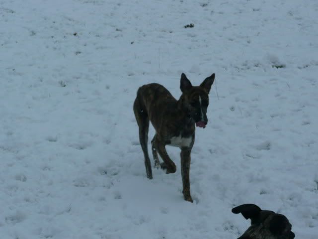 Snowdogs0034-Copy.jpg