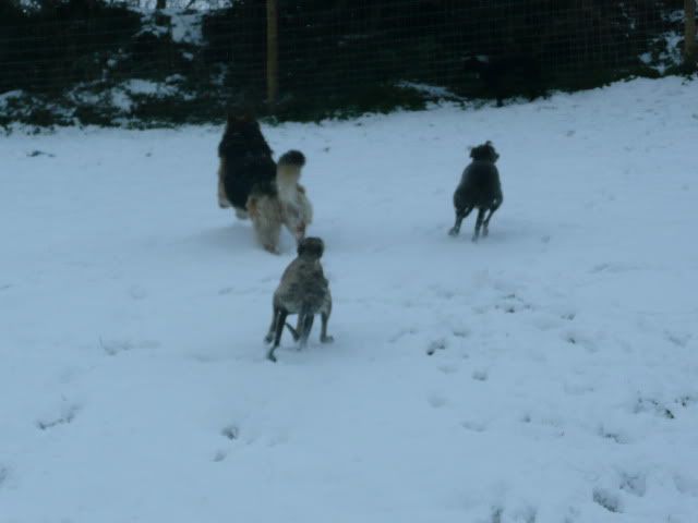 Snowdogs0041-Copy.jpg