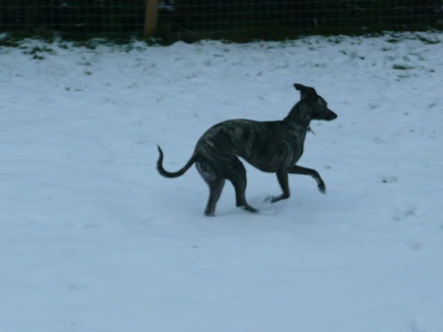 Snowdogs0053-Copy.jpg