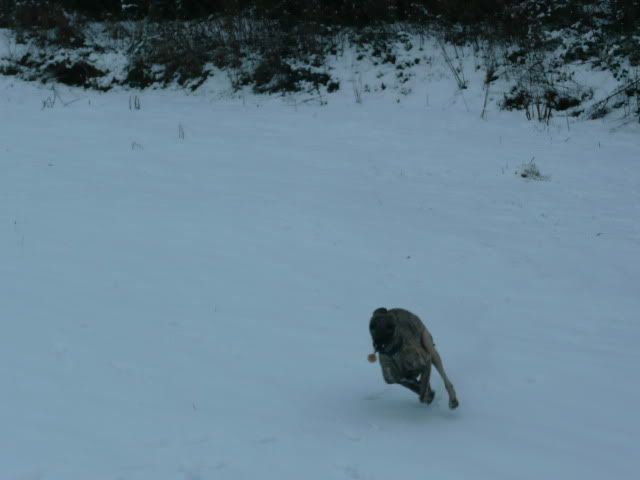 Snowdogs0060-Copy.jpg