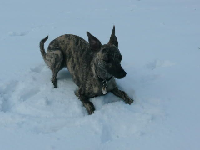 Snowdogs0065-Copy.jpg