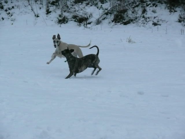 Snowdogs10001-Copy.jpg