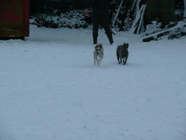 Snowdogs10003-Copy.jpg