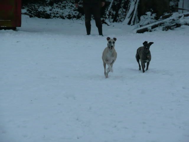 Snowdogs10004-Copy2.jpg