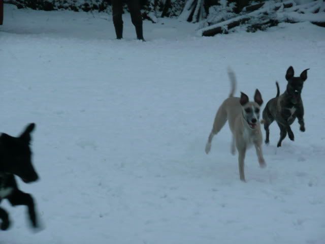 Snowdogs10005-Copy2.jpg