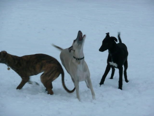 Snowdogs10009-Copy2.jpg