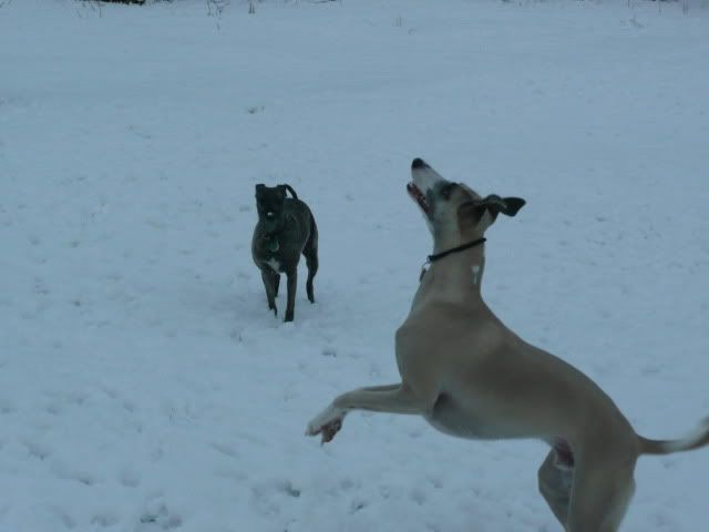 Snowdogs10015-Copy2.jpg