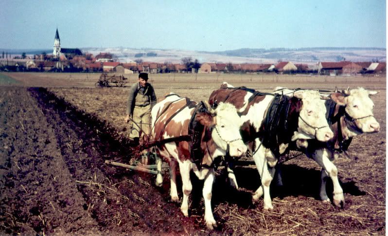 landwirtschaft-frueher-kuhgespann.jpg