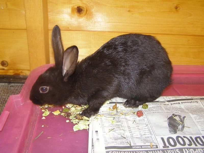 Black Belgian Hare