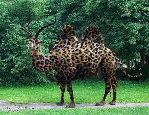 Camelopard.jpg