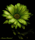 animated flowers graphics images Pictures, Images and Photos