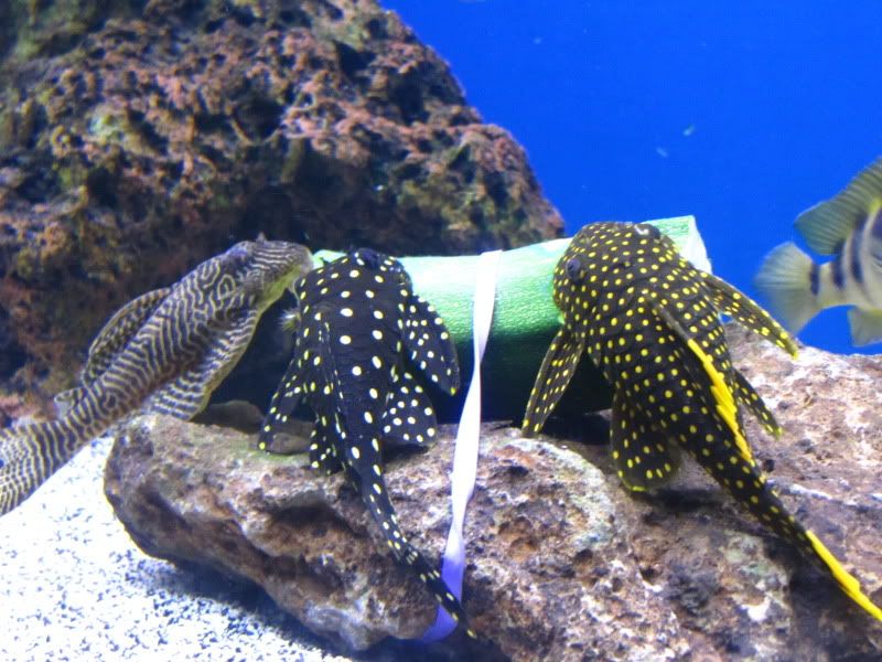 Plecos eating zucchini Cichlid Fish Forum