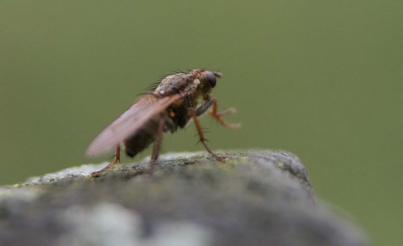 IMAGE: http://i123.photobucket.com/albums/o288/willyb_photo/002-1.jpg