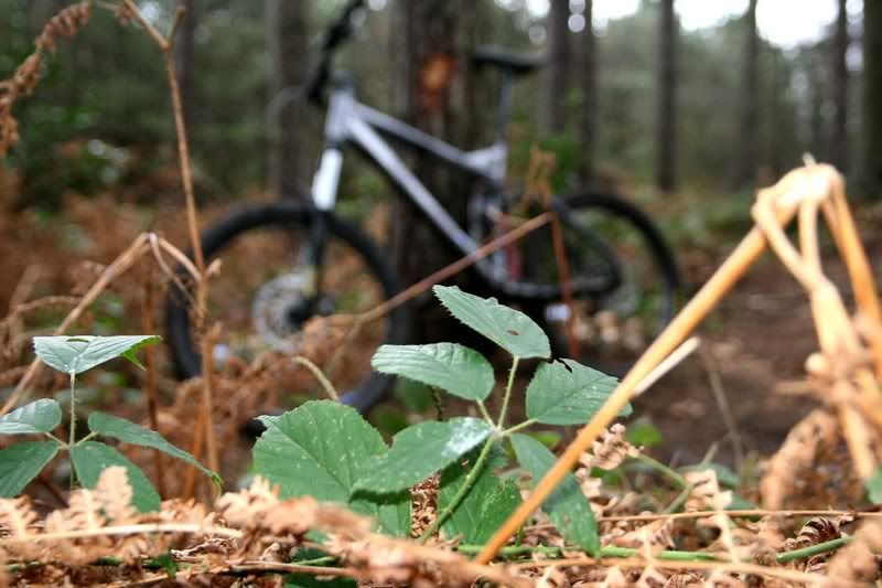 IMAGE: http://i123.photobucket.com/albums/o288/willyb_photo/022-4.jpg