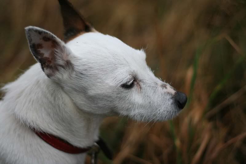 IMAGE: http://i123.photobucket.com/albums/o288/willyb_photo/034-4.jpg