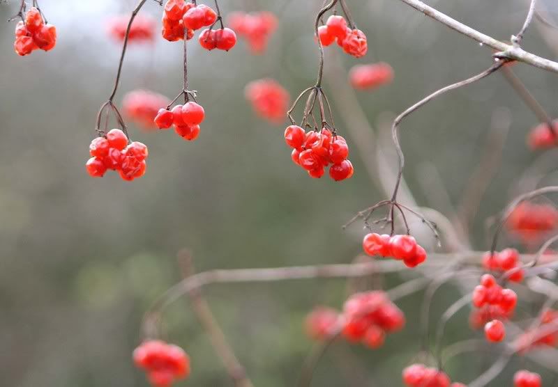 IMAGE: http://i123.photobucket.com/albums/o288/willyb_photo/042-2.jpg