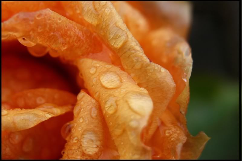 IMAGE: http://i123.photobucket.com/albums/o288/willyb_photo/048bor.jpg