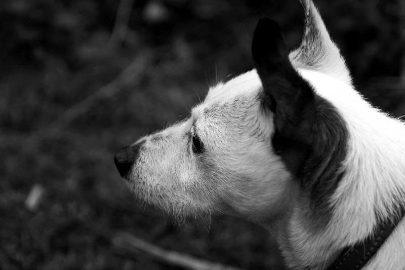 IMAGE: http://i123.photobucket.com/albums/o288/willyb_photo/051-1.jpg