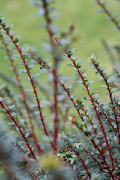 IMAGE: http://i123.photobucket.com/albums/o288/willyb_photo/056-6.jpg