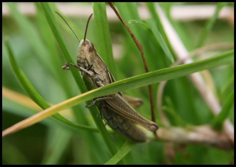 IMAGE: http://i123.photobucket.com/albums/o288/willyb_photo/111s.jpg