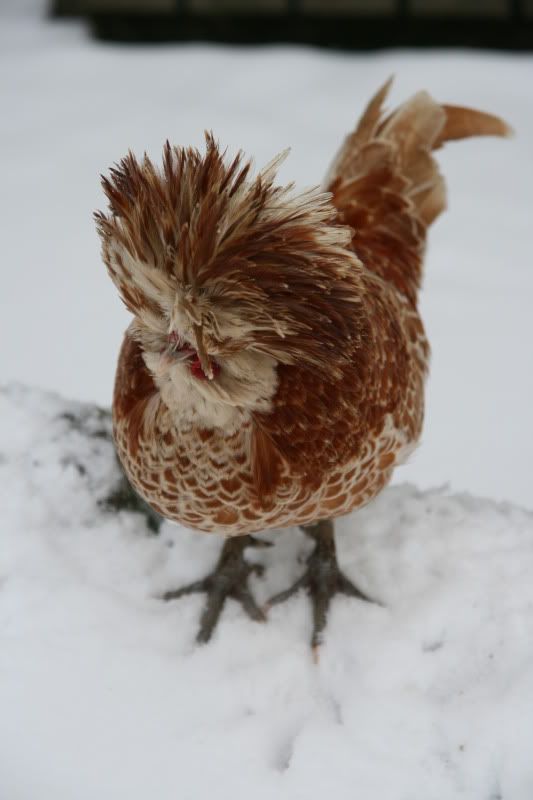 IMAGE: http://i123.photobucket.com/albums/o288/willyb_photo/117-1.jpg