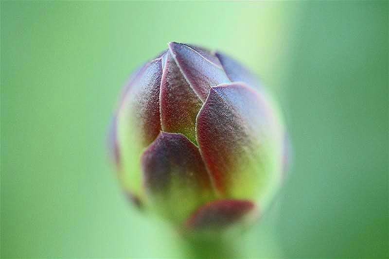 IMAGE: http://i123.photobucket.com/albums/o288/willyb_photo/IMG_032220copy32028Medium29.jpg