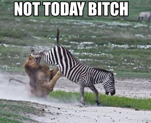  photo funny-zebra-lion-kick-not-today_zps6bc9cad7.jpg