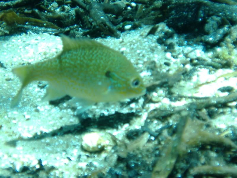 DSCF0534.jpg