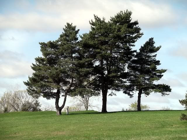 3pines