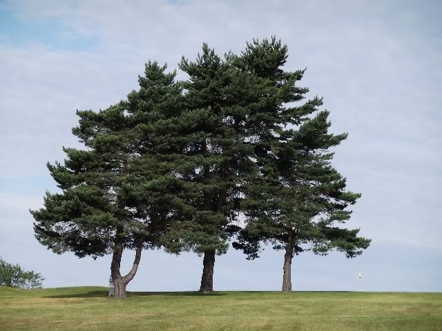3trees