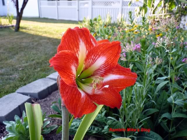 amaryllis