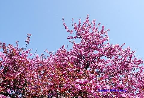 apple blossoms