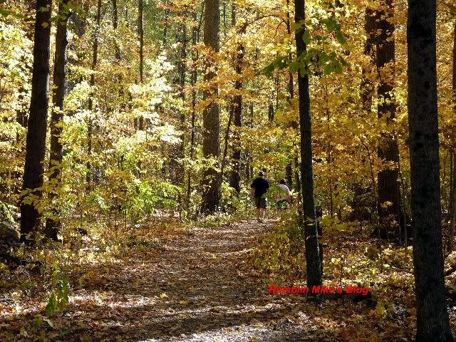 goll woods path