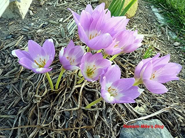 Naked Ladies