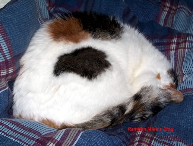 Patches sleepin