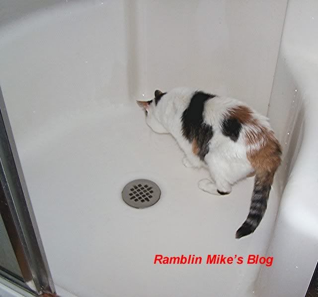 Patches in Shower