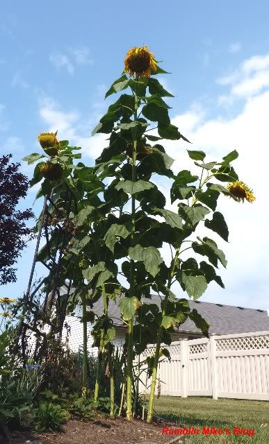 Big sunflowers