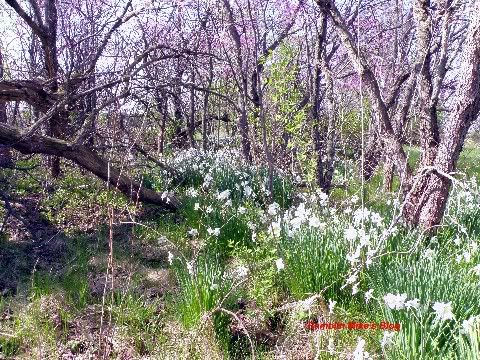 white daffodils 2