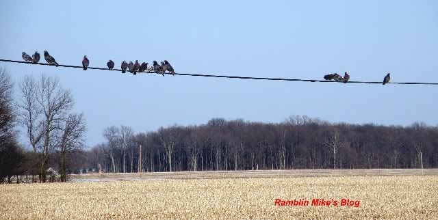 birds