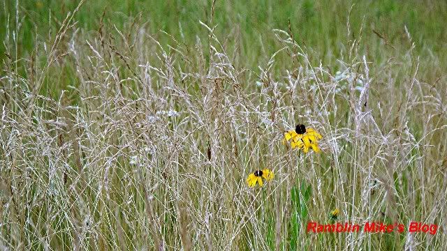 black eyed susans