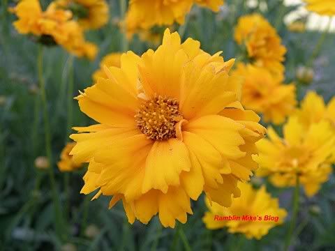 coreopsis